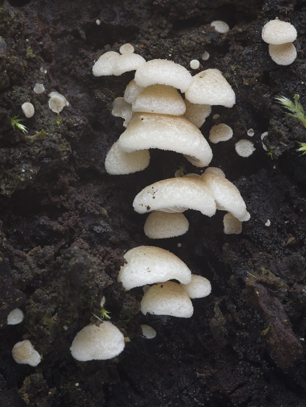 Crepidotus mollis